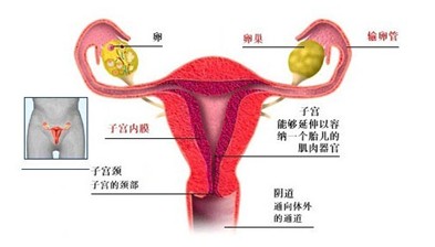 子宫卵巢示意图